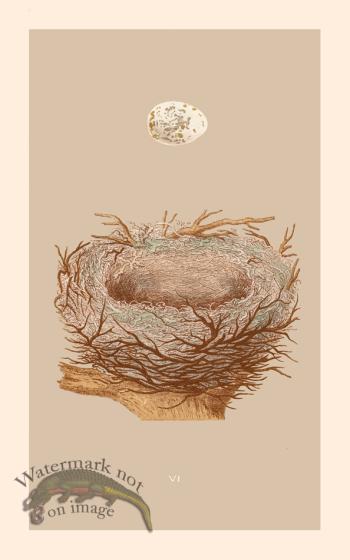 Morris Nest 06